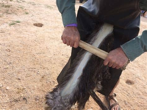 Native americans first practiced this method of brain tanning and continue to tan hides with it today. Hands-On Archaeology: How to Tan a Hide