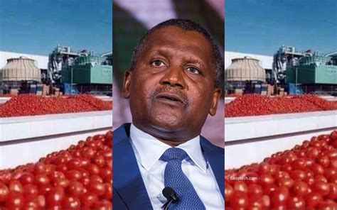 Nigerias Dangote Tomato Factory Resumes Tomato Paste Production