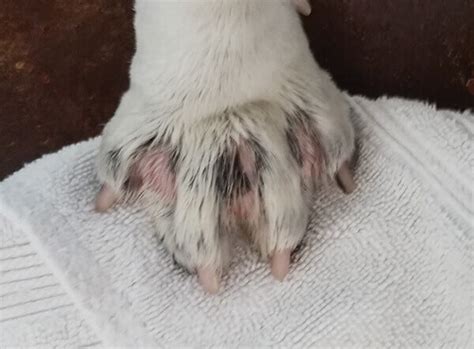 Dog Pimple Between Toes Loankas