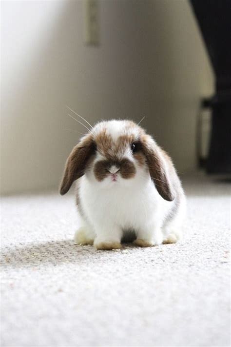 Awesome Bunnies ♥ Fluffy Animals Cute Baby Animals Pet Bunny