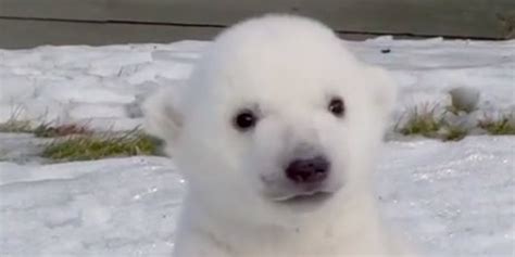 Polar Bear Cubs First Time In The Snow Will Melt Your Heart Video