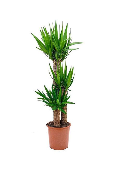 Water regularly in the spring and summer growing season, but make sure the plant has excellent drainage and dries between waterings. Yucca - Air Purifying - Indoor Plants | Plantshop.me