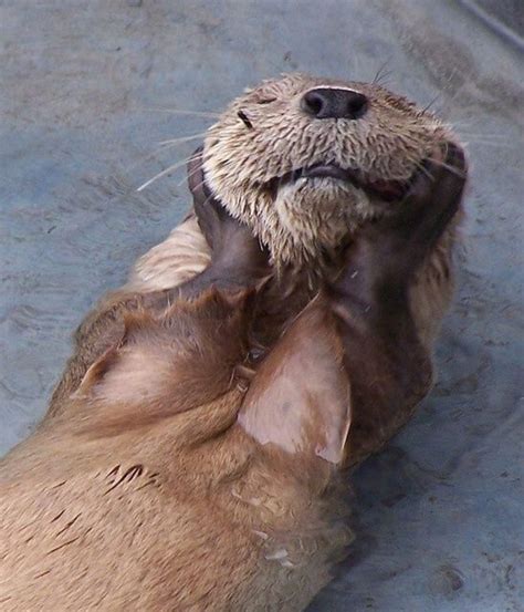 See Me Smile Sea Otter Clasping Its Cheeks In Its Paws Adorable