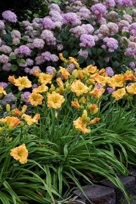 Daylily Care And Growing Guide For Beautiful Flowers Garden Design