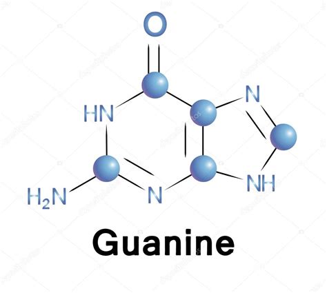 Guanine Molecule Structure A Medical Vector Illustration Premium Vector In Adobe Illustrator