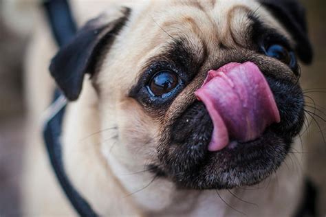 20 Dogs Who Pull Off Sticking Out Their Tongue Right Animal Planet