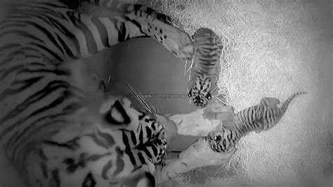 Tiger Cubs Born At Disneys Animal Kingdom