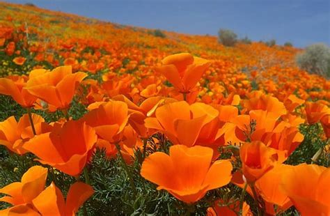 California Poppy Golden Poppy State Flower Of California 4000 Seeds Etsy