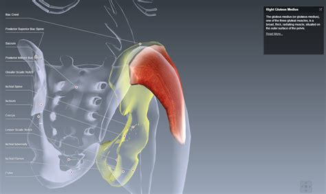 Gluteus Medius Origin Ilium Outer Surface Inserts On Greater