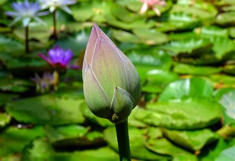 Free Images Nature Blossom Leaf Flower Petal Pond Green