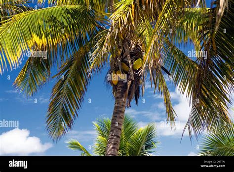 Coconuts Tree Hi Res Stock Photography And Images Alamy