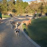 Pictures of Dog Park In Anaheim