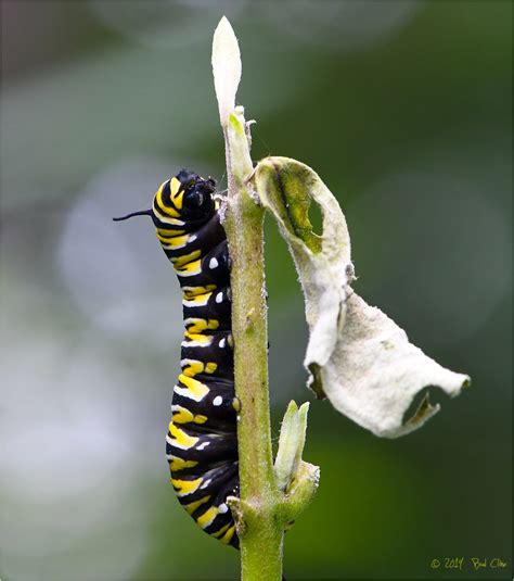 Monarch Butterfly Caterpillar 3 Animal And Insect Photos Images By