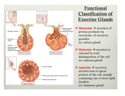 Functional Classification Of Exocrine Glands Is Based On Taniya Has