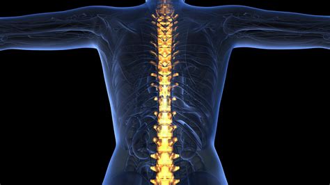 How to use backbone in a sentence. loop science anatomy of human body in x-ray with glow spine bones on blue. alpha channel Motion ...