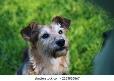 Top Image Wire Haired Terrier Mix Thptnganamst Edu Vn