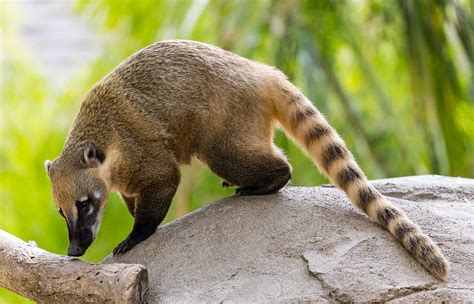 Coati History And Some Interesting Facts