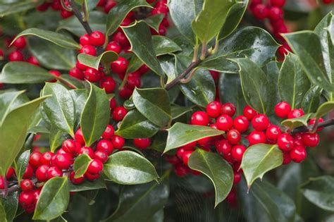 When To Trim Holly Bushes For Healthy Growth