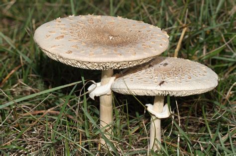 They not only look bad but also harms our the fungus is the main source of root rot and blight in plants. How to Grow and Get Rid of Mushrooms in the Yard ...