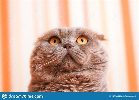 Funny Grey Cat With Yellow Eyes And A Toy Stock Photo Image Of Bright