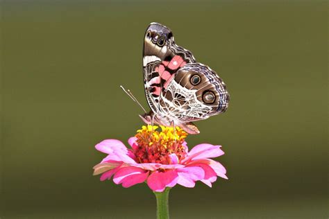 Painted Lady Butterflies Above Average Migration Putting On Magnificent