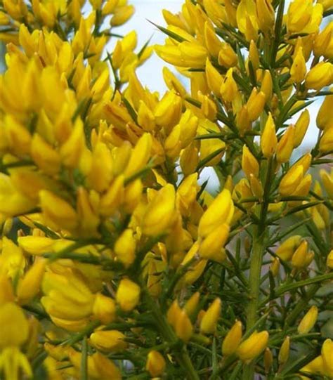 È una pianta sempreverde e latifoglia. U di... Ulex europaeus o ginestre spinose:‭ arbusto sempreverde da siepe‭ con fiori (‬ma anche ...