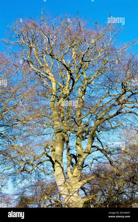 A Large Mature Beech Tree Fagus Sylvatica Its Bare Leafless Branches