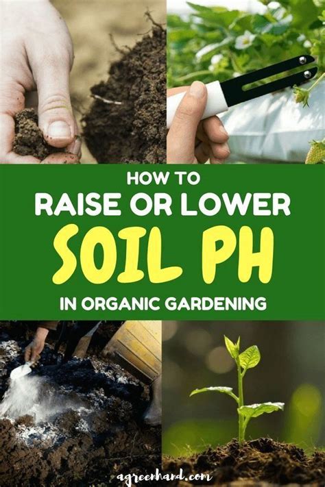 Identify and manage the major pests and diseases that affect. How To Raise Or Lower Soil PH In Organic Gardening | 1000 ...