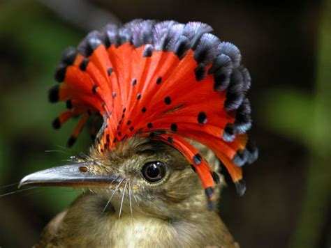 Amazonian Royal Flycatcher Photos Wallpapers ανανεωμένο The Fun Bank