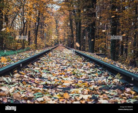 Railway Tracks Through Woods Hi Res Stock Photography And Images Alamy