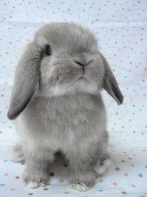 How Much Do Holland Lop Bunnies Cost Thepricer Media