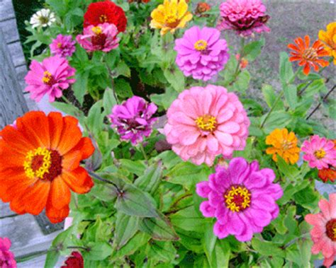 In water flowers water flowers persona 3 water flowers name. Next 40 - Flowers Names in Kannada: WhatIsCalled.com