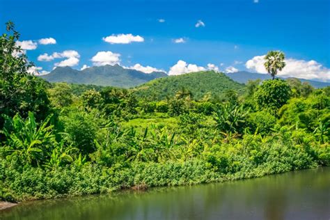 Virgin Jungle Stock Photos Pictures And Royalty Free Images Istock