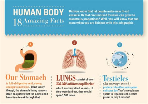 18 amazing facts about the human body [infographic] infographics fribly