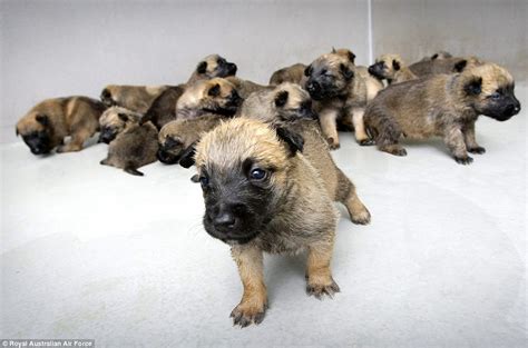 Osha The Military Dog Delivers A 17 Strong Litter To