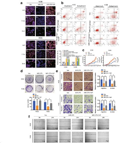 YAP Mediates The Tumor Suppressive Function Of MiR 375 In OS Cells In