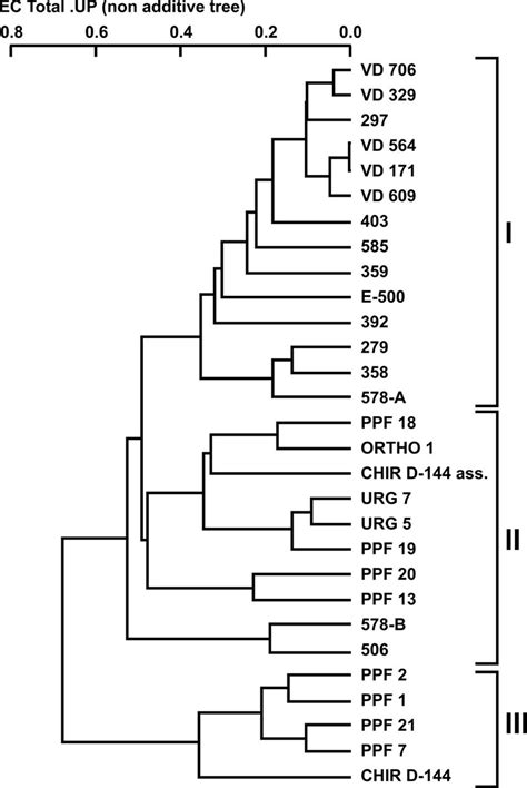 Dendrogram Of The Combined Random Amplified Polymorphic Dna Rapd