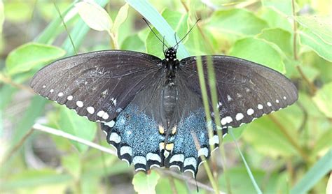 Spicebush Swallowtail Papilio Troilus Bugguide Net