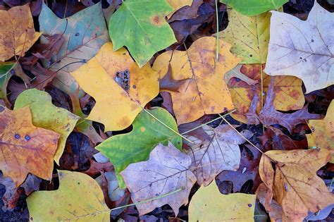 Tulip Tree Leaves In Autumn Indianas State Tree Foto By Felicia