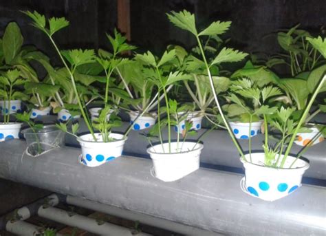 Daun seledri dikonsumsi sebagai lalapan dan penghias hidangan. Cara Menanam Daun Seledri Hidroponik - BibitBunga.com