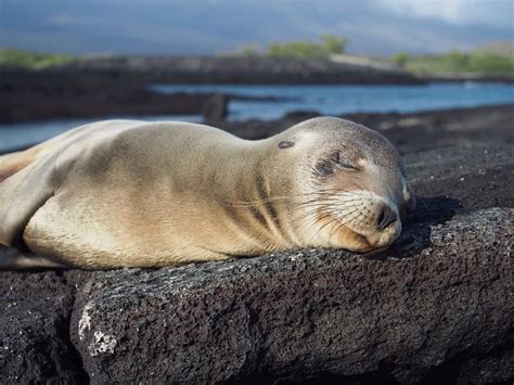 Galapagos Islands Animals Facts Information And Habitat