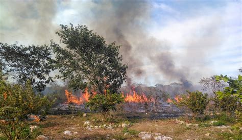 En � reducing emissions from deforestation and forest degradation. Incendios que siembran la deforestación en la Península de ...