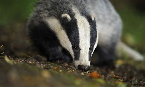 Badger Cull Starts In Somerset And Gloucestershire Environment The