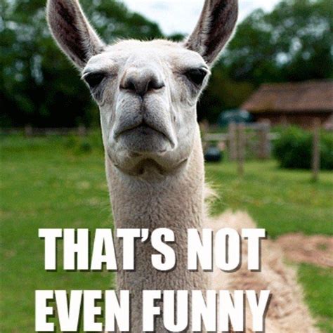 Image Result For Funny Llama Memes Funny Animal Memes Funny Llama