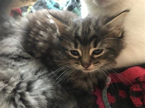 You could meet your new best friend at one of our pet adoption centers! Maine Coon Cats For Sale | Portland, ME #296361 | Petzlover