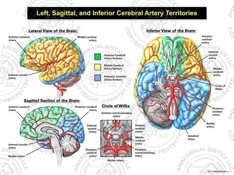 Left Sagittal And Inferior Cerebral Artery Territories