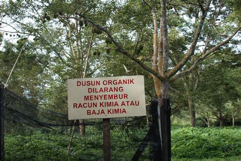 2017 penang durian season update подробнее. KARAK ORGANIC DURIAN FARM