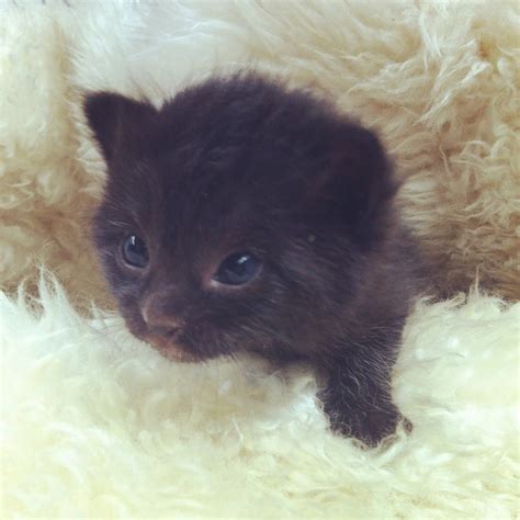 Pictures Of Baby Black Kittens Pin On Animals But Mostly Cats 3 For