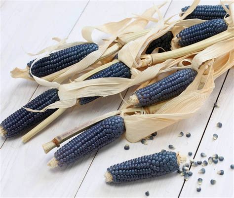 Blue Hopi Ornamental Corn Seeds Osc Seeds