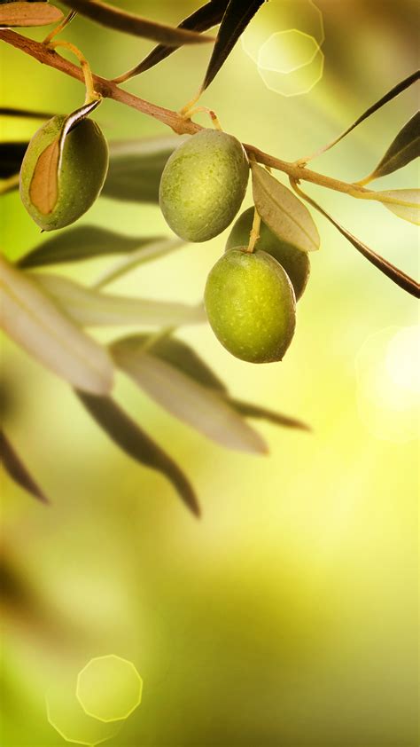 83 Olive Wallpapers
